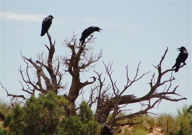 Ravens squabble over a hiker's dropped sandwich, Devil's Garden Trail.