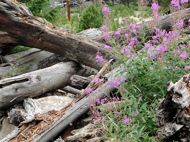 Fireweed sprouts next to a jumble of downed trees along Old Fall River Road.