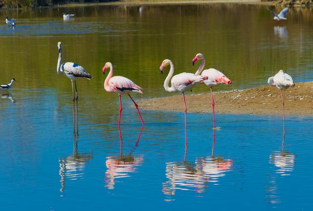 Some of the local birdlife