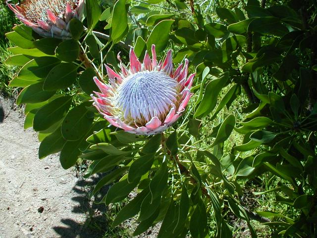 The Protea is the national flower of South Africa