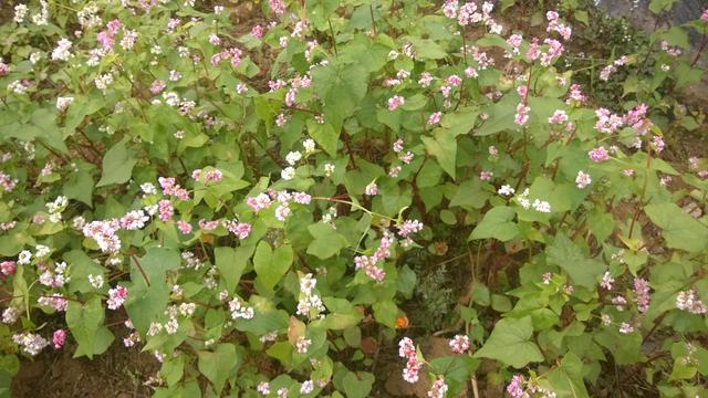 Flower Garden in Dong Van