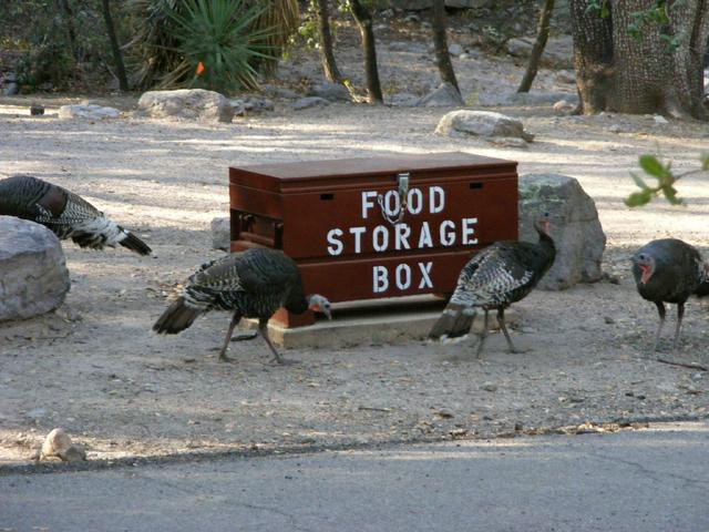 Wild turkeys at Bonita Campground