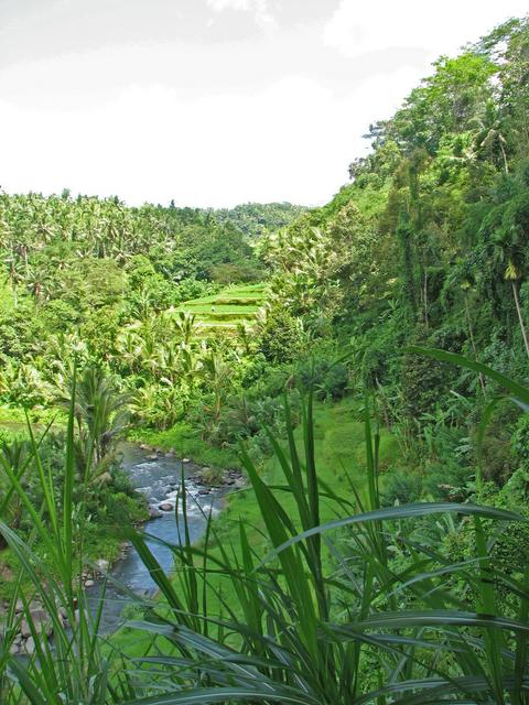 Typical Ubud river valley scenery