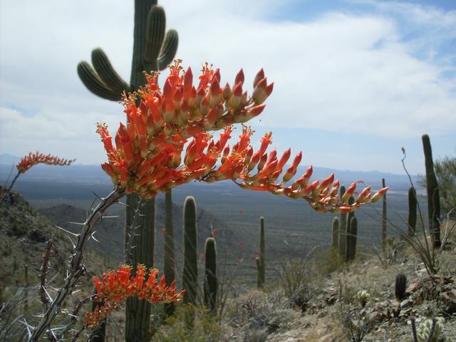 View from the Hugh Norris Trail