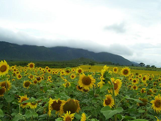 Gopalaswamy Hills