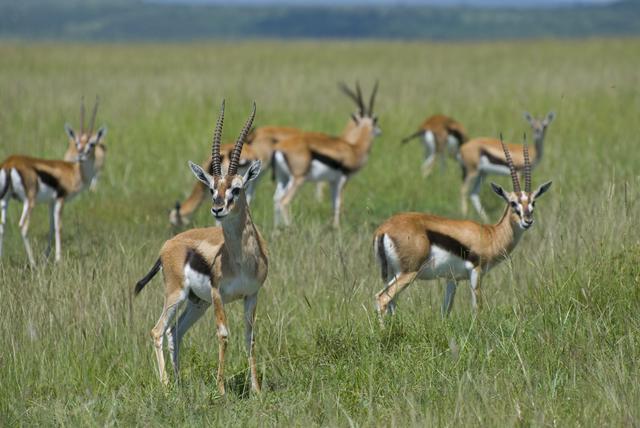 Thomson's Gazelle