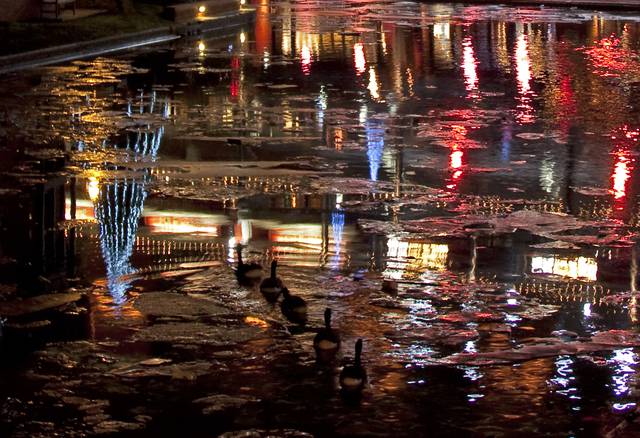 A line of geese swim across a pool of reflected lights from the Mailbox restaurants.