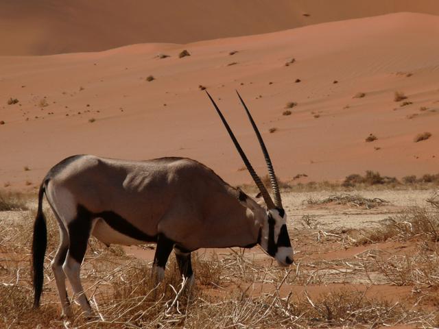A gemsbok grazing in Sossusvlei
