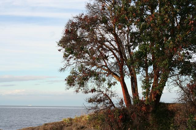 Arbutus Tree at Georgina Point, Gulf Islands National Park Reserve