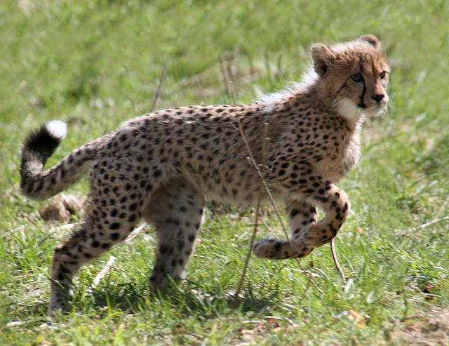 A cheetah kitten in Ree safari Park.