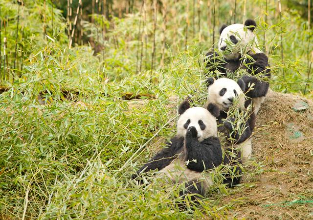 Giant Pandas at the Wolong Sanctuary