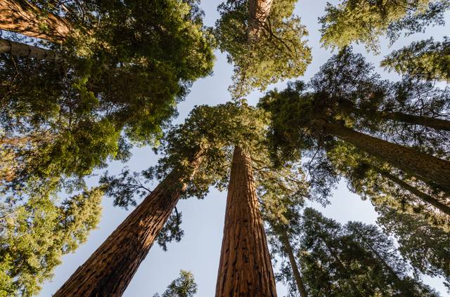 Sequoia National Park