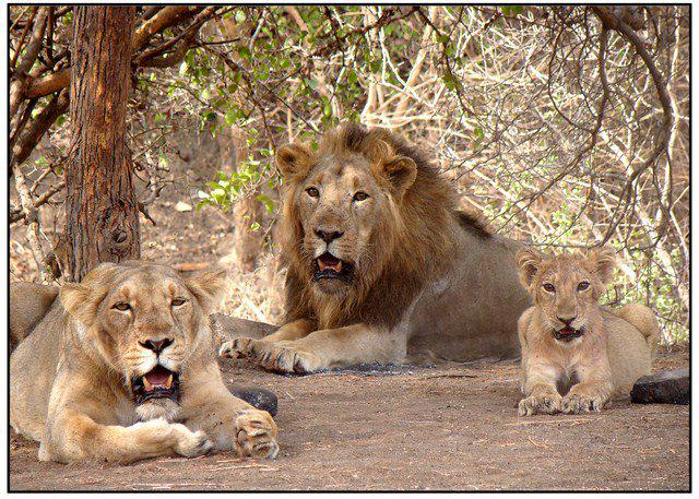 Lions in the park