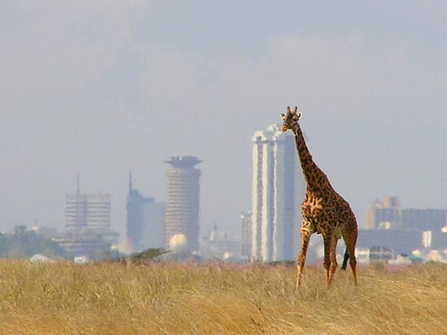 Skyline from Nairobi National Park