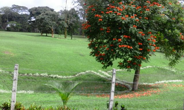 Gold Course at Tata coffee estate, Pollibetta, Gonikoppal, Karnataka, India.