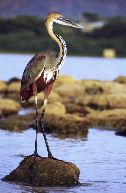 Goliath Heron