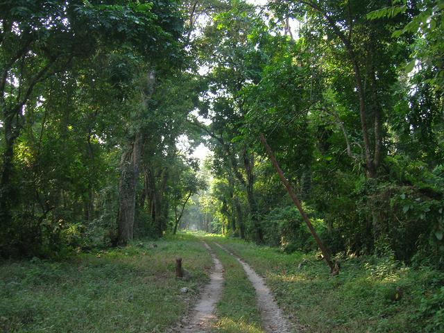 Gorumara Forest Road