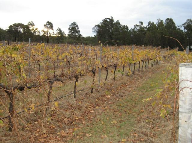 Grape vines in the Hunter Valley