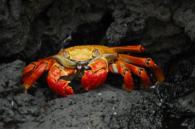 (Grapsus grapsus) in the Galapagos.