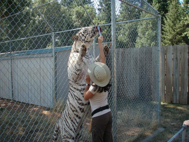 A white tiger and its handler at Great Cats World Park.