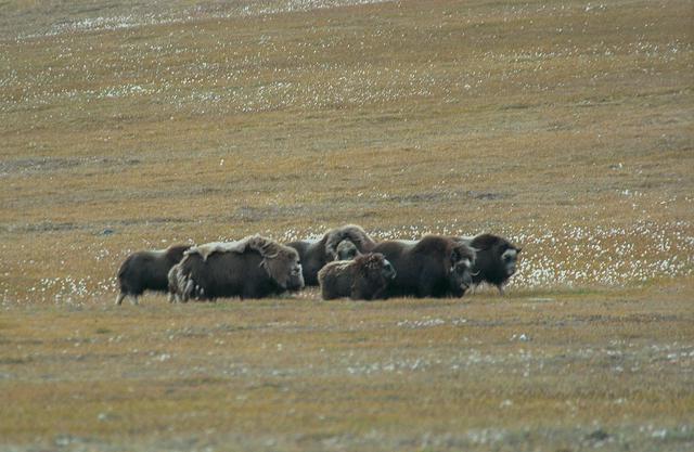 Musk oxen can be found in Northeast Greenland National Park