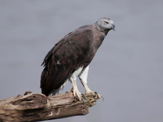 Grey Headed Fish Eagle