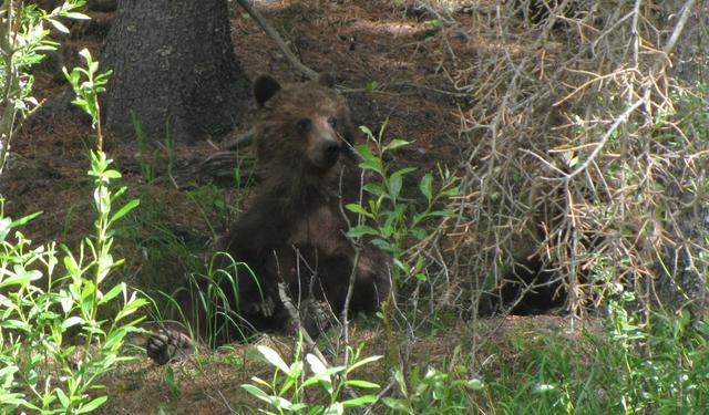 Grizzly Cub in Kananaskis