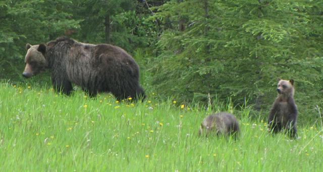 Grizzly bear with cubs in Kananaskis.