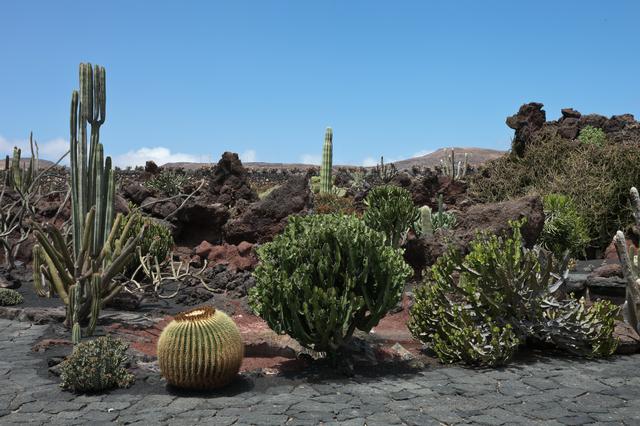 Some of the plants that grow easily on Lanzarote, at the Jardín de Cactus in Guatiza