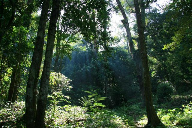 Vegetation in the Gunung Palung National Park