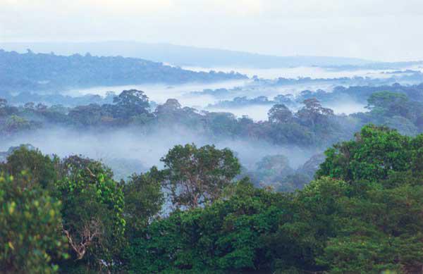 Rainforest in French Guiana