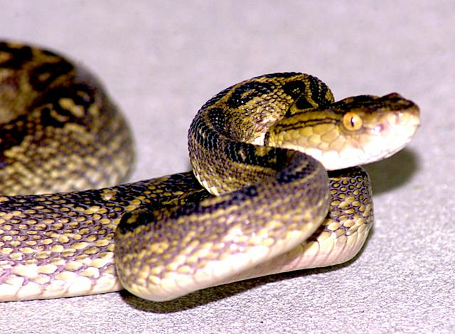 Habu snake