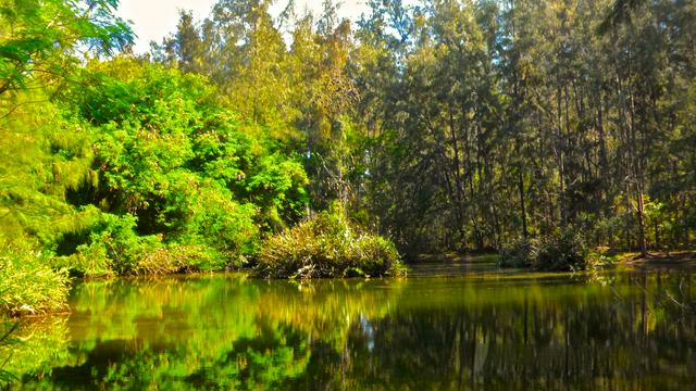 A pond on the Bamburi Forest Trails