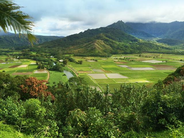 The verdant taro fields of Hanalei Valley, Kauai, Hawaii as seen from the overlook on the north shore's Kuhio Highway.