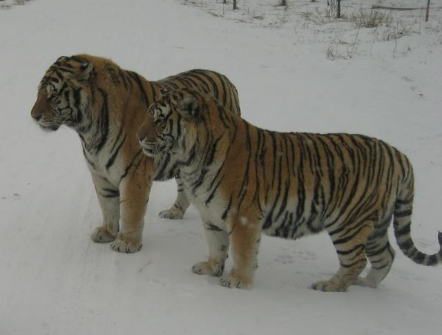 Siberian Tigers watching and waiting