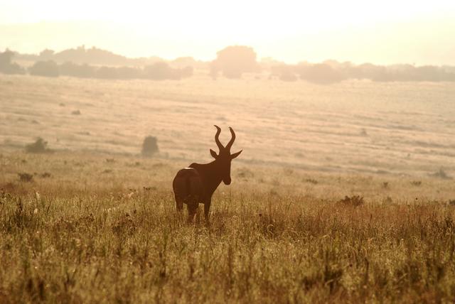 Red hartebeast in Addo Elephant National Park