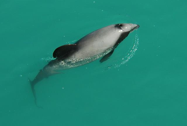 Hector's dolphin near Akaroa