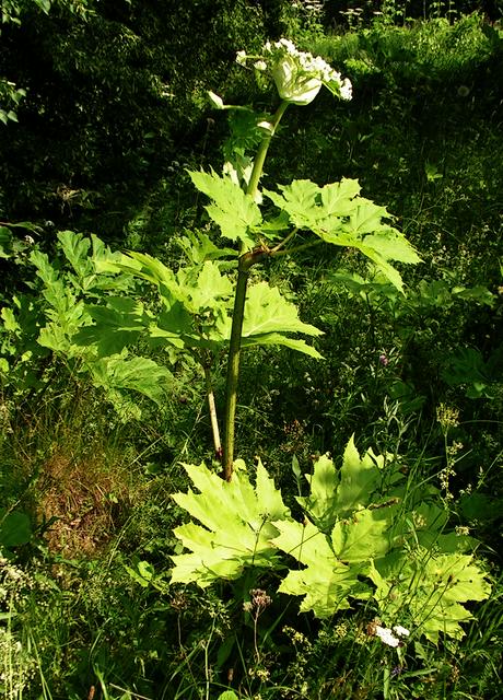 Sosnowsky's Hogweed