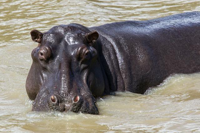 Hippopotamus in the iSimangaliso Wetland Park