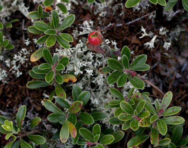 Hog Cranberry & Thorn Lichen spotted in Wellfleet