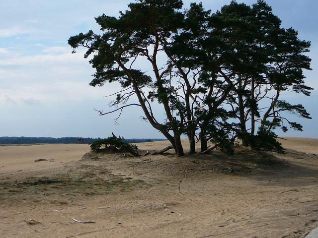 Trees in the desert