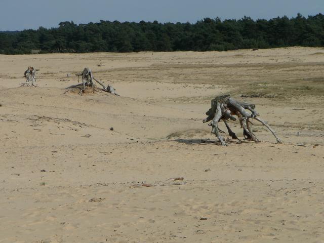 Stumps in the desert