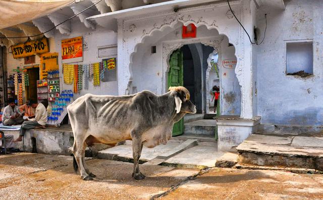 Holy cow in Pushkar