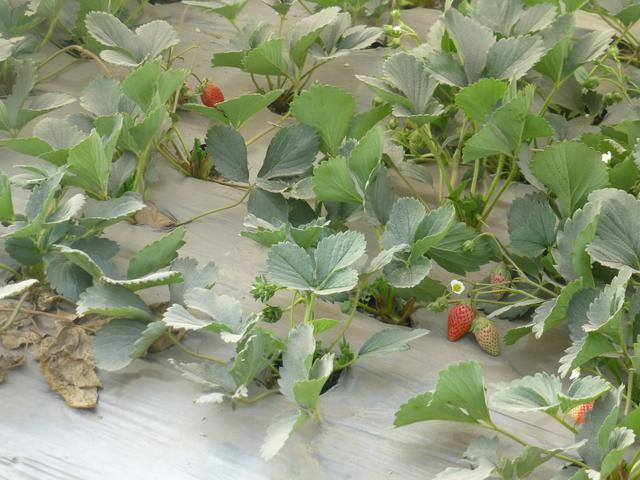 A strawberry field