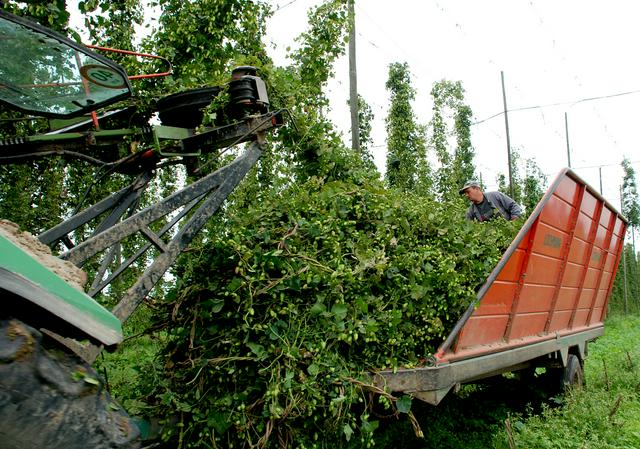 Hop harvest in Poperinge