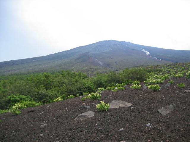 Vegetation in Mount Fuji