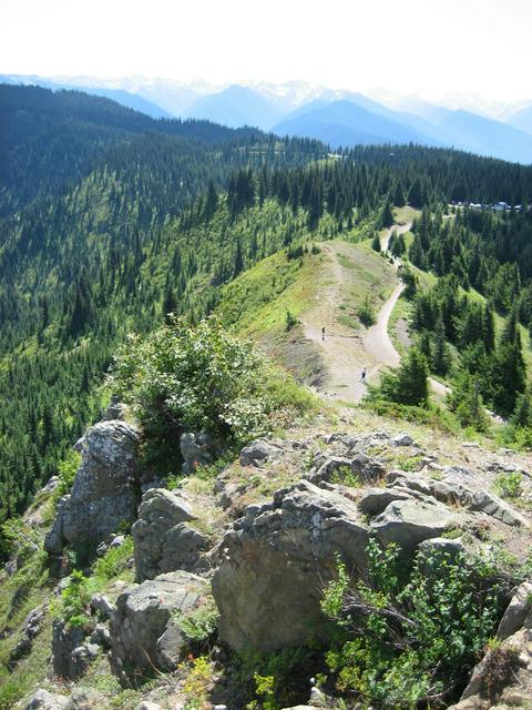 Hurricane Ridge trail in summer