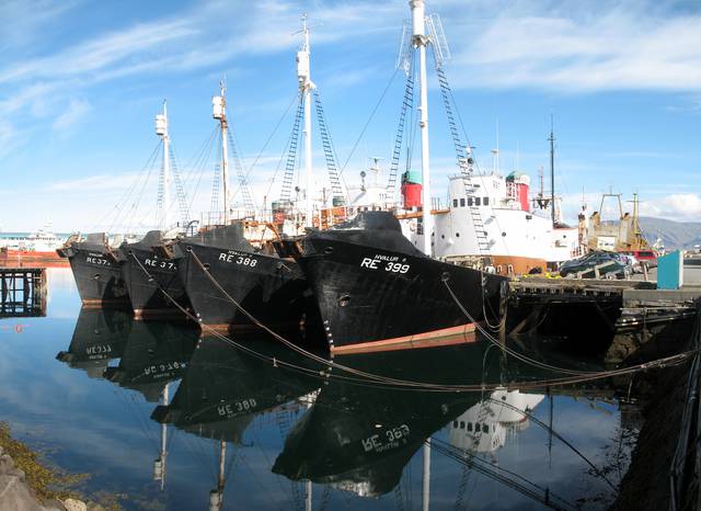 The whaling ships in Reykjavík harbour.