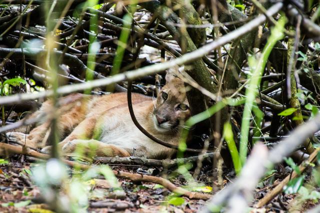 A South American cougar caught on camera