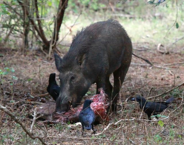 Wild boar eating